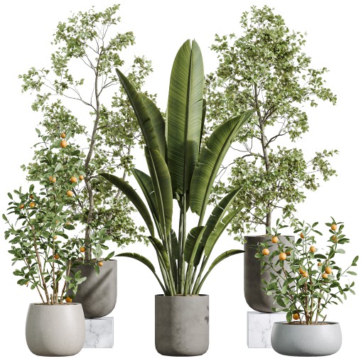 AV Indoor Plants Set 290 Fruit Bonsai China Orange Tree and Banana Strelitzia Nicolai and Arbequina Olive