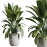 AV Indoor Plants Set 285 Ficus Marginata Olive Yucca Rostrata Palm Abidjan - Thumbnail 4