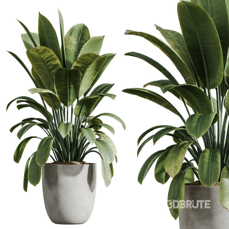 AV Indoor Plants Set 285 Ficus Marginata Olive Yucca Rostrata Palm Abidjan Image 4