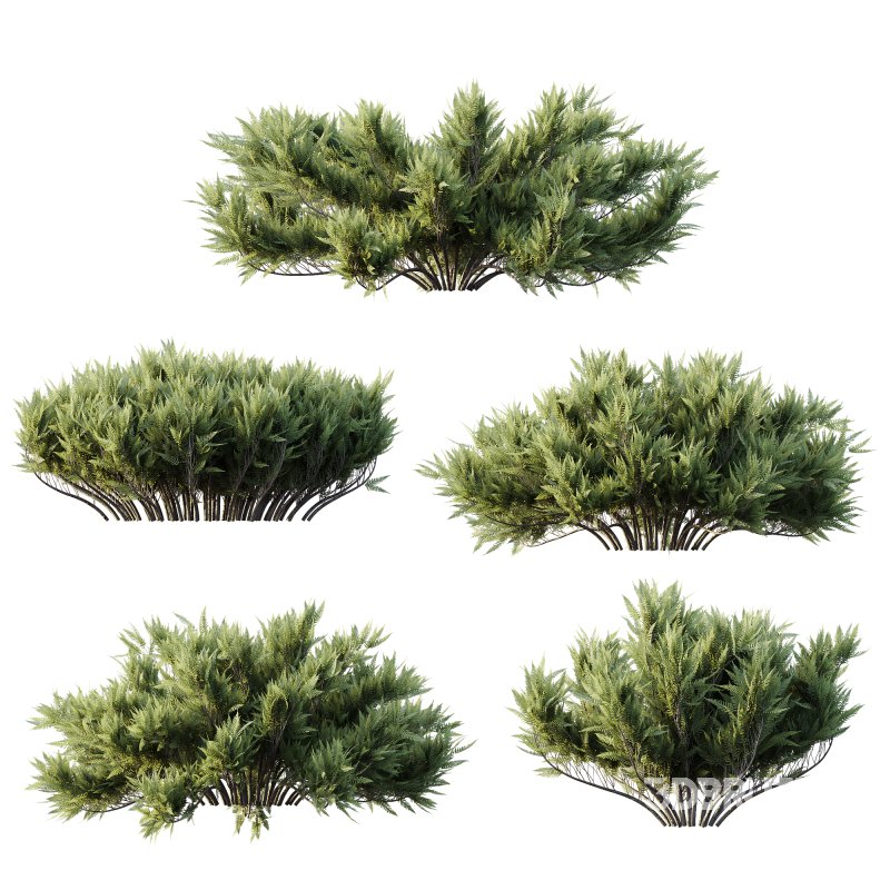 AV Plant Blue Sargent Juniper Parsoni Gallon Juniperus Sabina Chinensis Image 2
