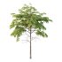 fagus sylvatica tree 07 - Thumbnail 1
