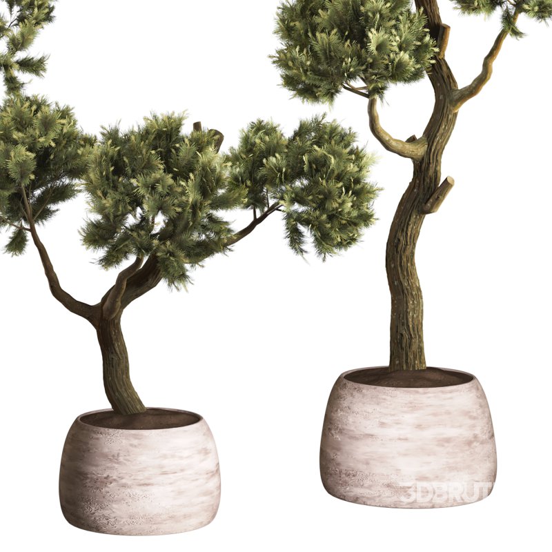 Topiary Ball in Pot Collection 012 Image 6