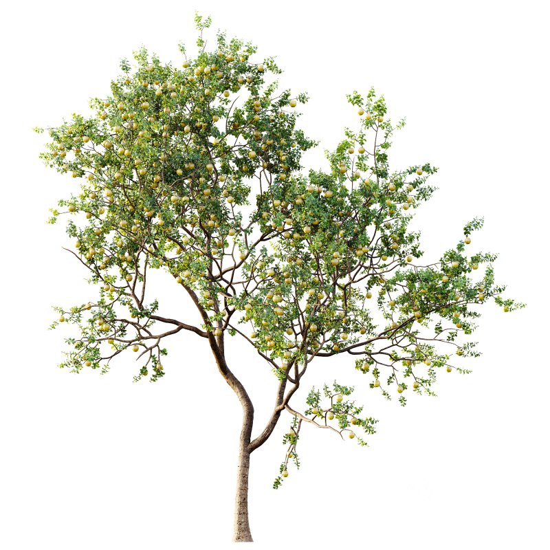 AV Fruit Trees Malus Pumila Apple Yellow and Citrus Sinensis Orange Arancio Image 3