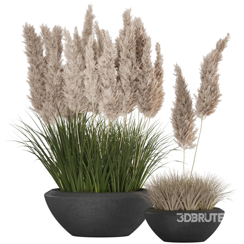 Pampas and Grass in Pot Image 1