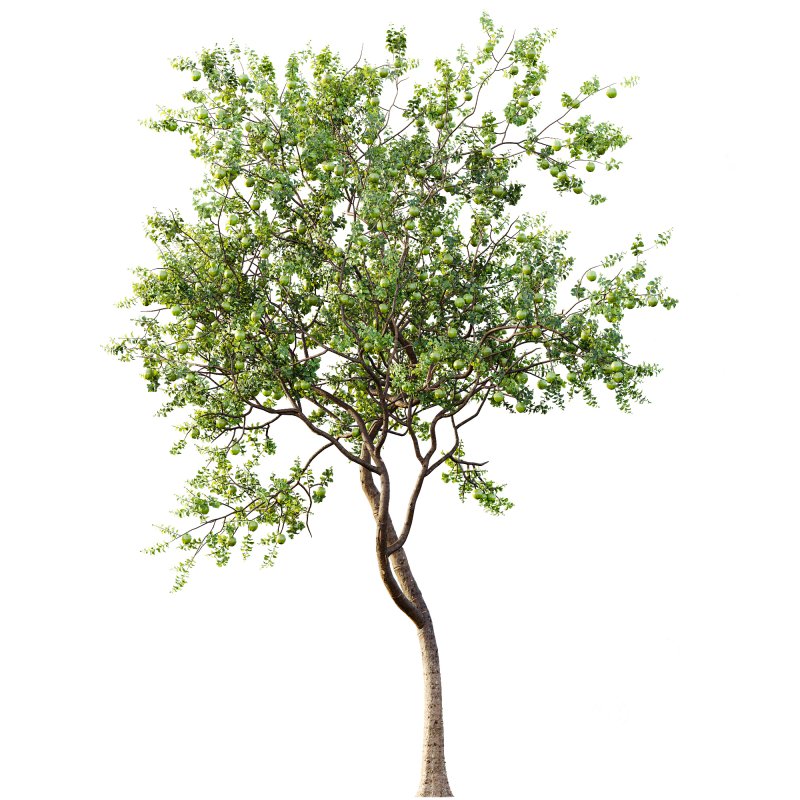 AV Fruit Trees Diospyros Kaki Persimmon and Malus Pumila Apple Green Image 1