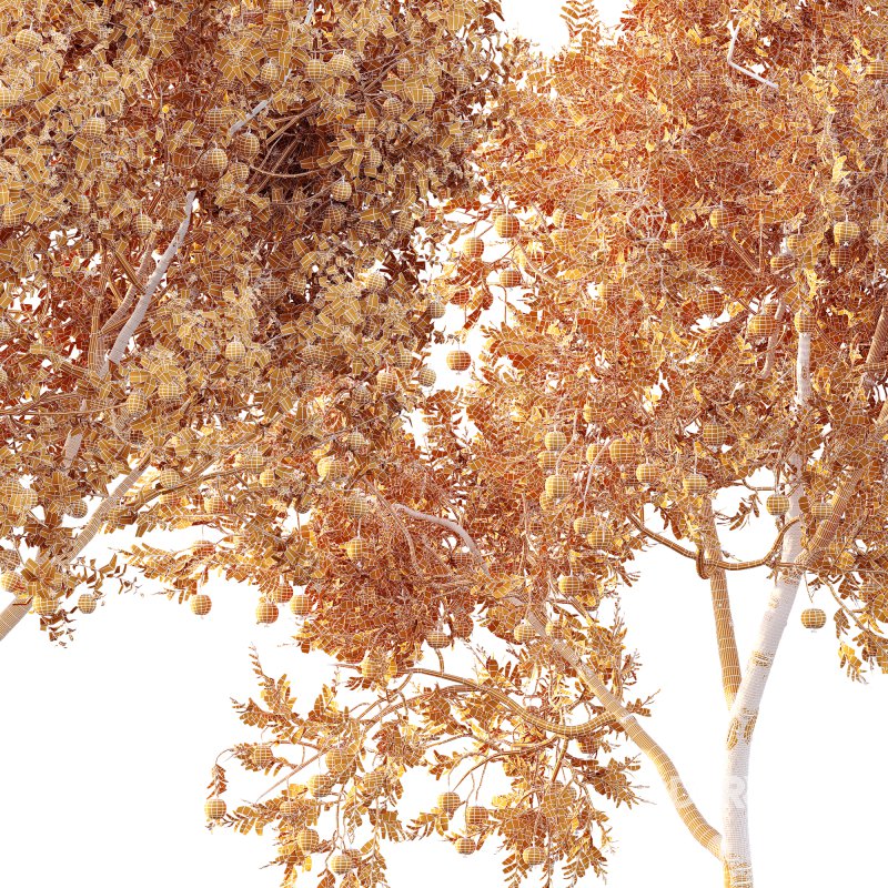 AV Fruit trees Punica Granatum Pomegranate and Citrus Sinensis Orange Arancio Image 7