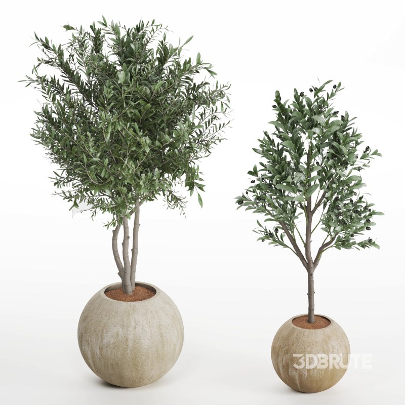 Indoor Plant Olive Image 6