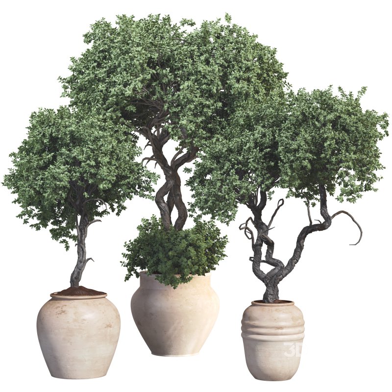 Outdoor Plant 09 Image 1