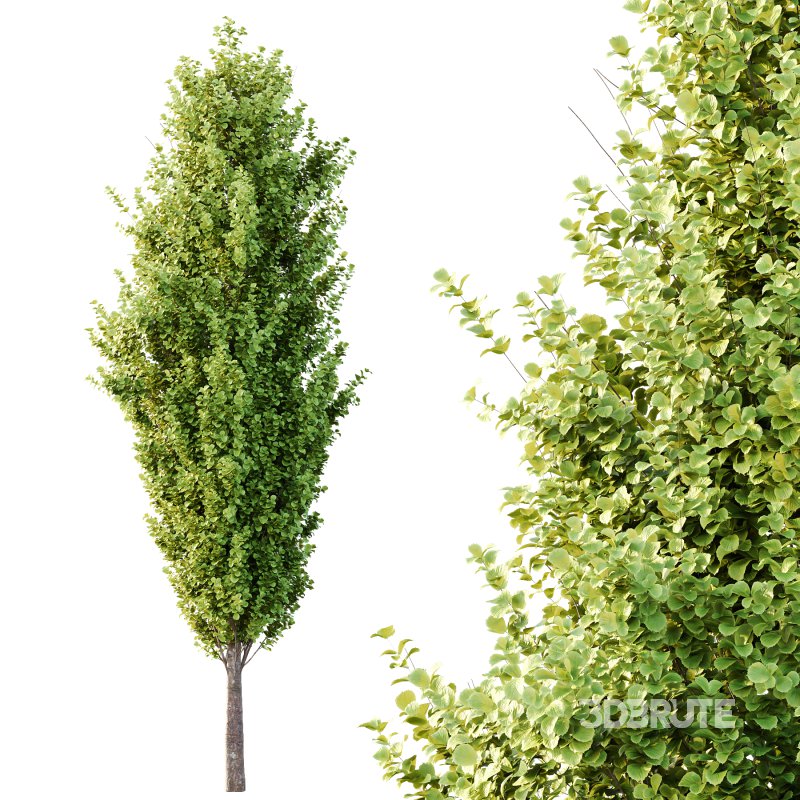 fagus sylvatica tree 08 Image 3