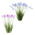 plant Grass Flower Lavandula pedunculata 01 - Thumbnail 4