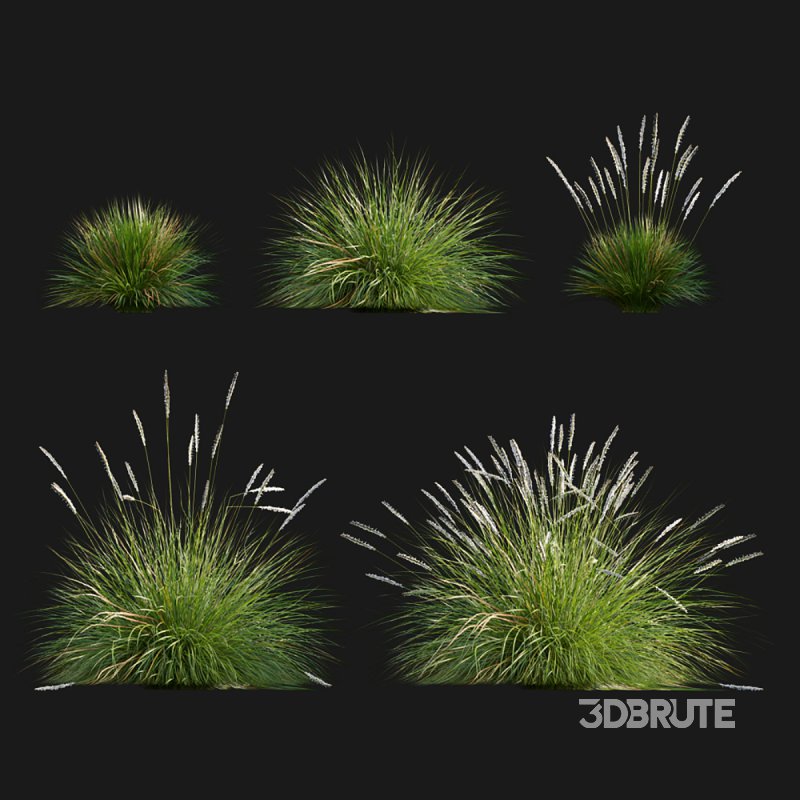 Sesleria autumnalis | Autumn moor grass Image 1