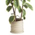 Indoor Plant Ficus Elastica Ruby - Thumbnail 1