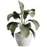 AV Indoor Plants Set 286 Ficus Marginata Olive Calathea Lutea - Thumbnail 3
