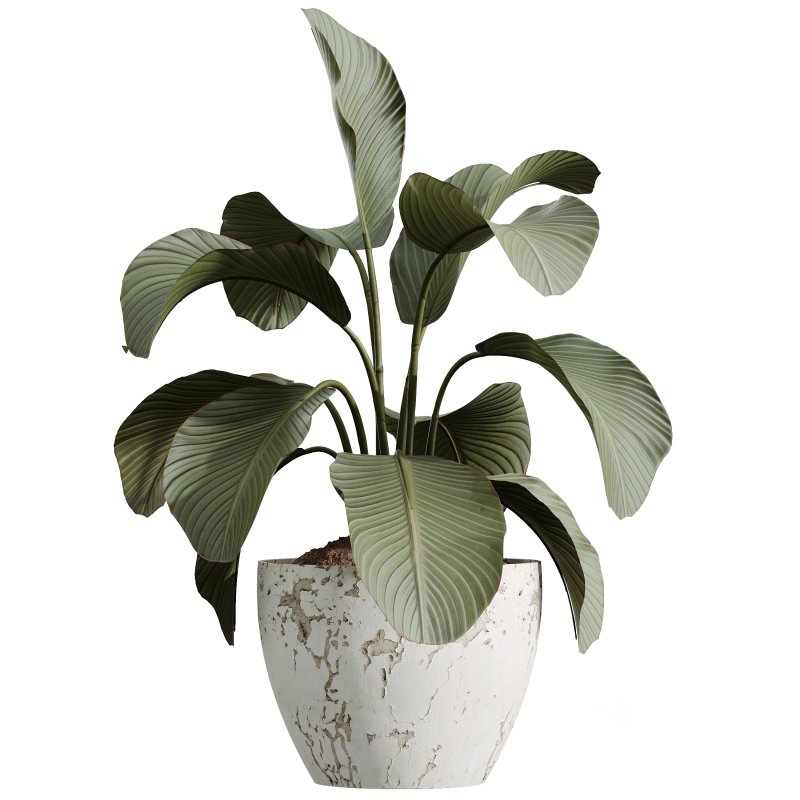 AV Indoor Plants Set 286 Ficus Marginata Olive Calathea Lutea Image 3