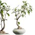 AV Indoor Plants Set 282 Japandi Minimalism Ficus Dracaena Marginata - Thumbnail 5