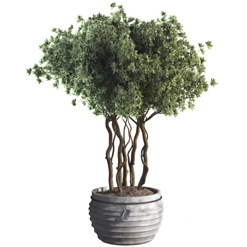 Indoor Plant 07 Image 2