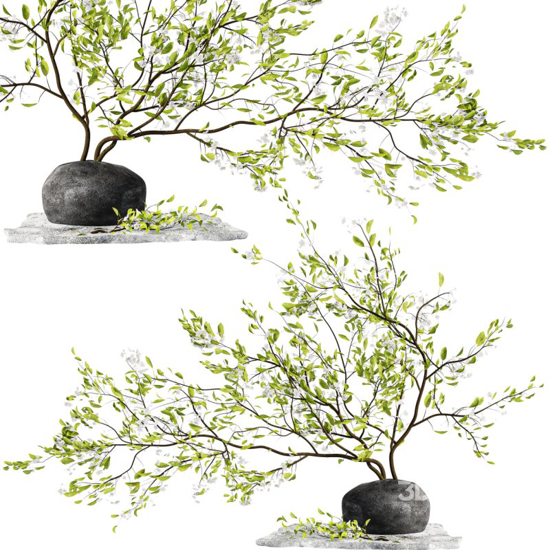 Bouquet Plant Image 4