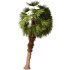 Palm tree Set33 - Thumbnail 3