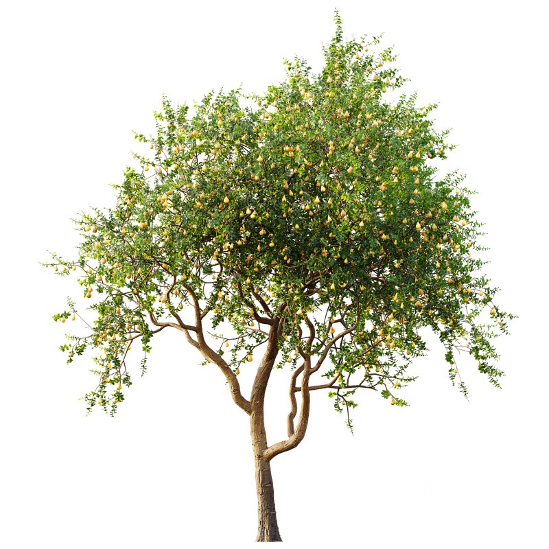 ntal presence. Image 5