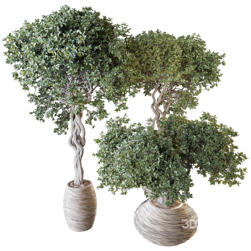 Indoor Plant Set 03 Image 3