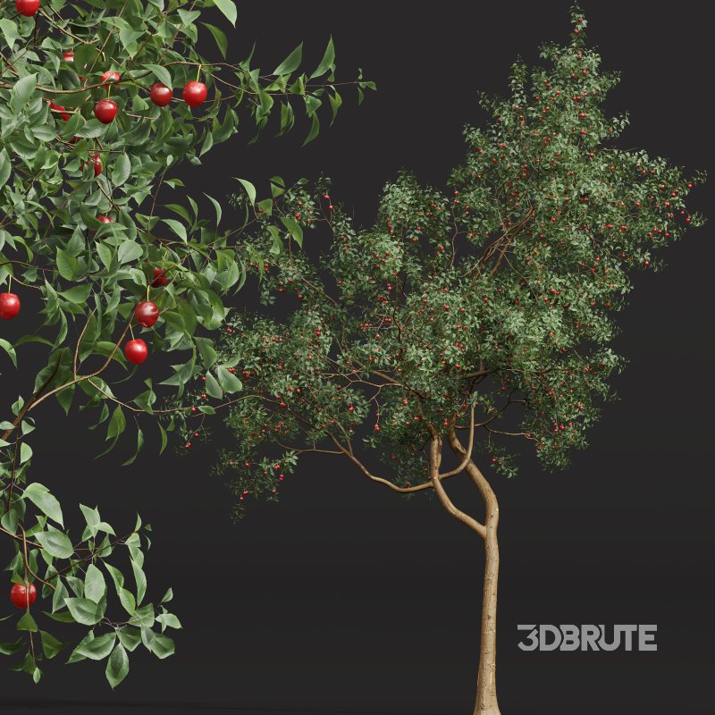 ntal and culinary value. Image 6