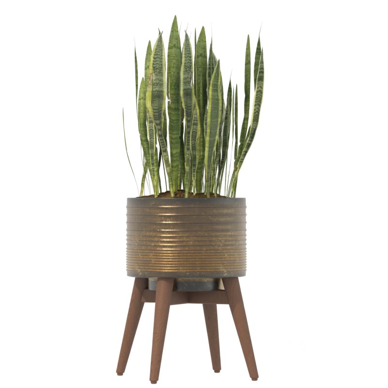 Sansevieria Plant Set Image 3