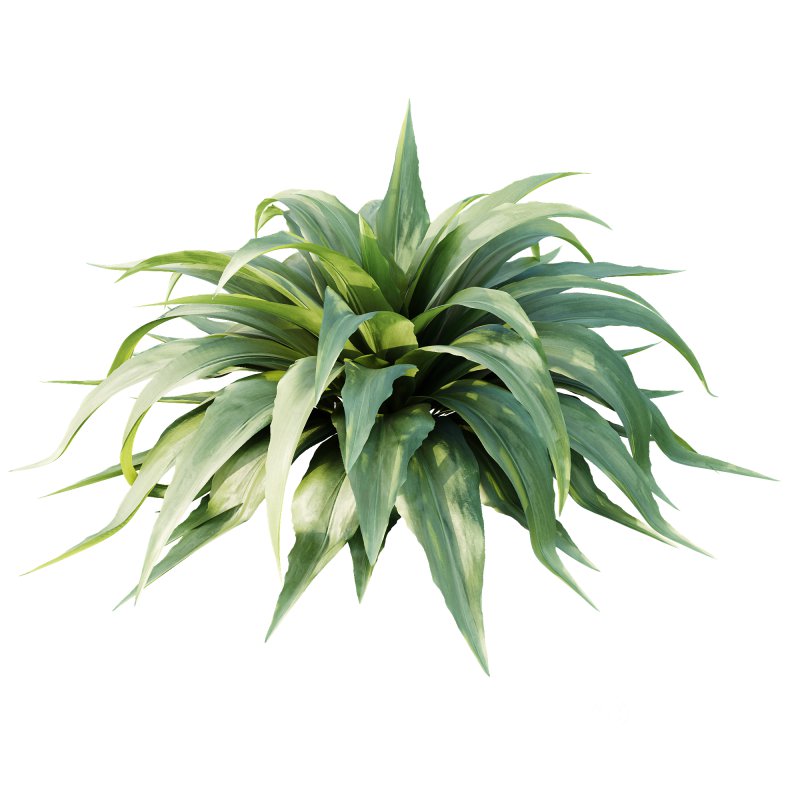 ntal plant admired for its wide, sword-like leaves in vibrant green shades. Native to woodland and shaded habitats, Carex Platyphylla is valued for its lush texture and architectural form, while the Astelia influence enhances its decorative appeal with broad foliage and striking volume. The elegant rosette structure makes this plant suitable for borders, garden beds, or modern planters, providing both softness and a bold visual statement. Modeled with precision and enhanced by 4K textures, this asset ensures high realism and versatility for both indoor and outdoor architectural visualizations. Image 3