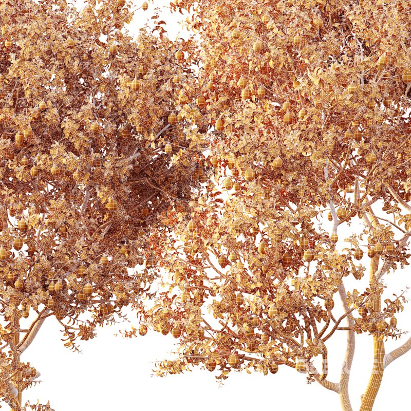 AV Fruit Trees Citrus Meyer Lemon Orange and Citrus Meyer Lemon Image 5