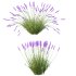 plant Grass Flower Lavandula pedunculata 01 - Thumbnail 3