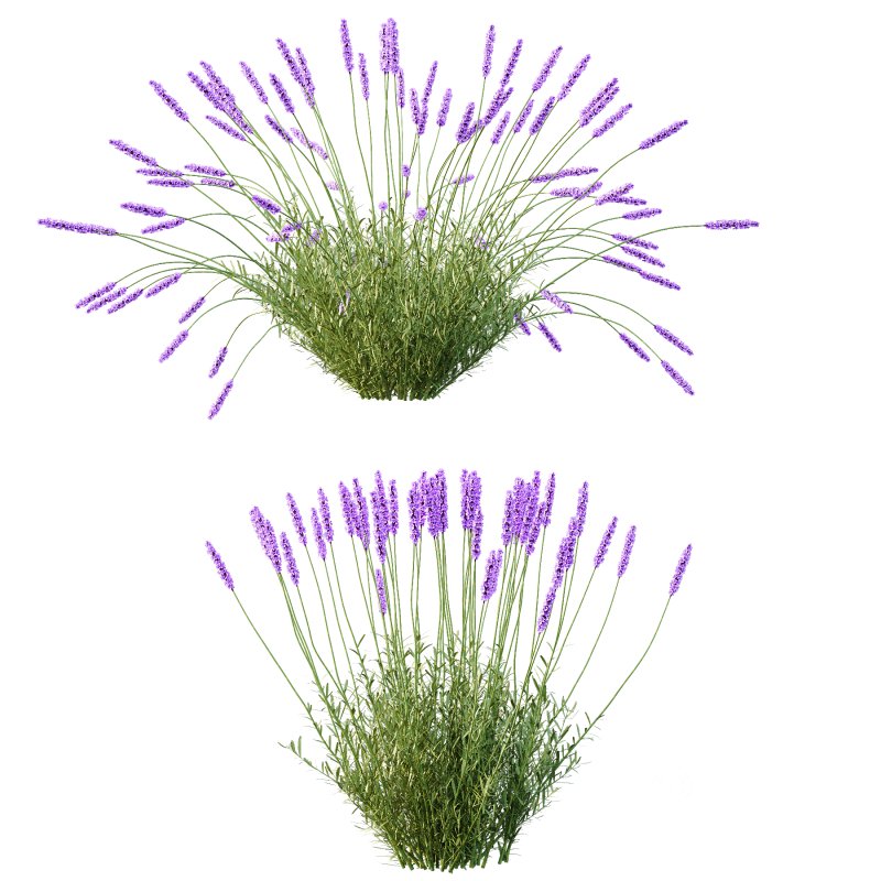 plant Grass Flower Lavandula pedunculata 01 Image 3
