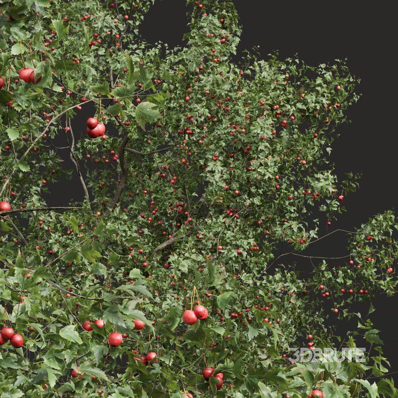 ntal and culinary value. Image 1