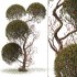 Tree 0025 - Thumbnail 1
