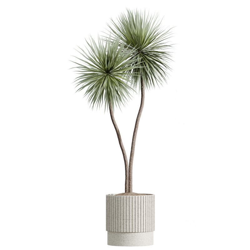 AV Indoor Plants Set 284 Banana Nicolai Yucca Palm Ficus Marginata Image 7