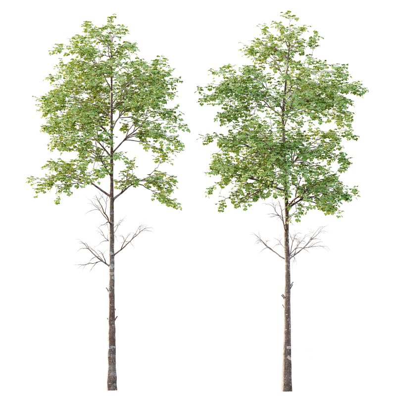 Different Trees 29 Image 1