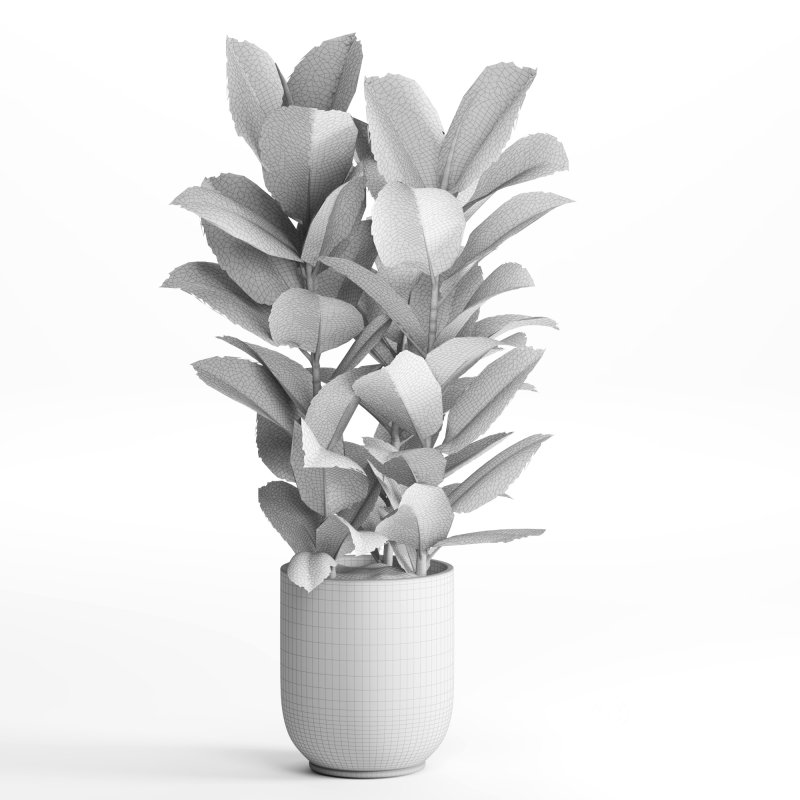 Indoor Plant Rubber Ficus Image 2
