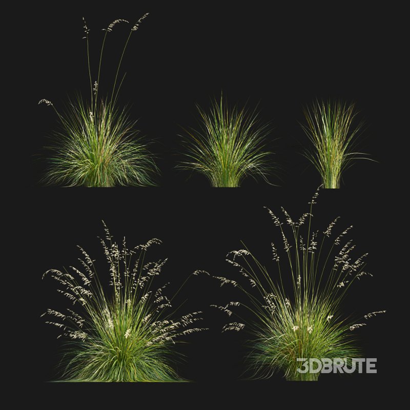 Prairie dropseed | Sporobolus heterolepis Image 1