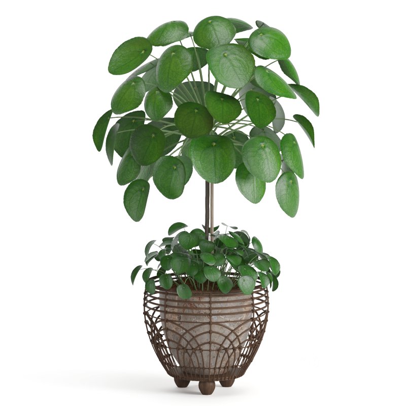 Indoor Plant Pilea in basket pot Image 3