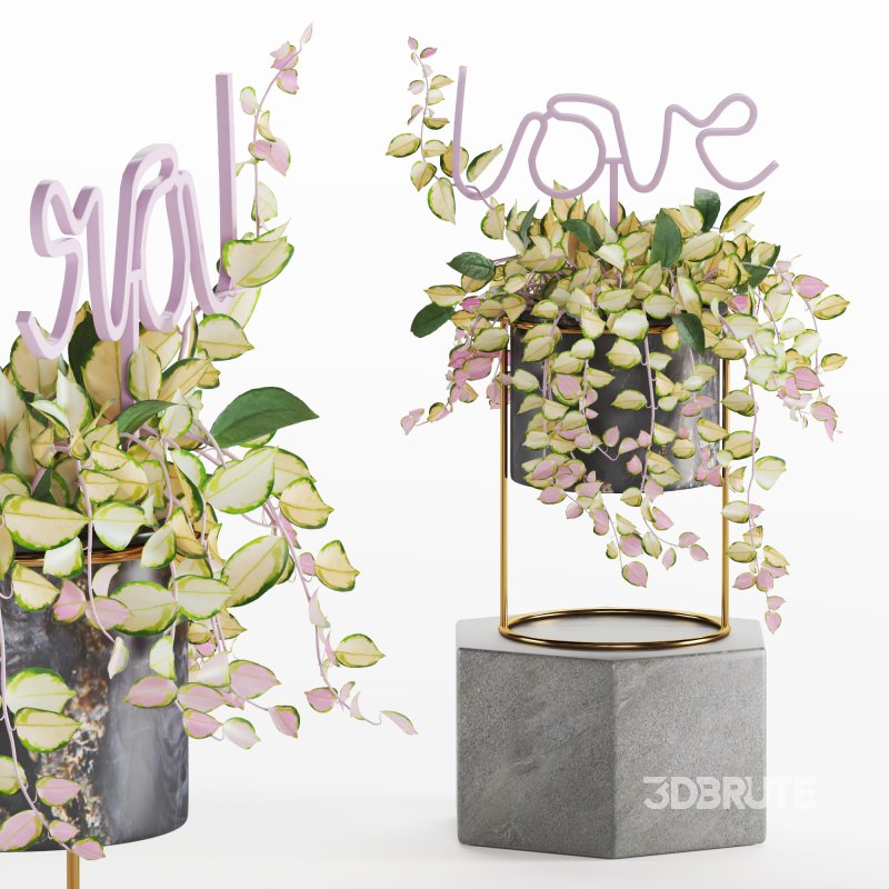 Indoor Plant Valentine Heart Shape Hoya Carnosa Aglaonema Pink Pearl Image 2