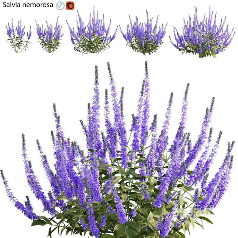 Salvia nemorosa Image 1