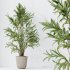 AV Indoor Plants Set 304 Areca Palm and Dracaena Marginata and Lemon Dragon and Ficus - Thumbnail 6