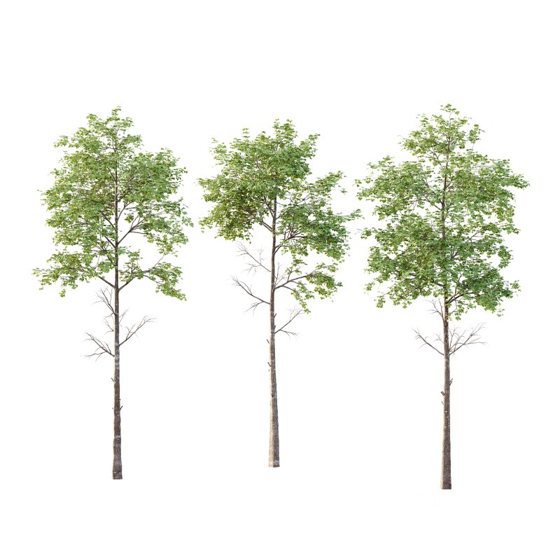 fagus sylvatica Tree 01 Image 1