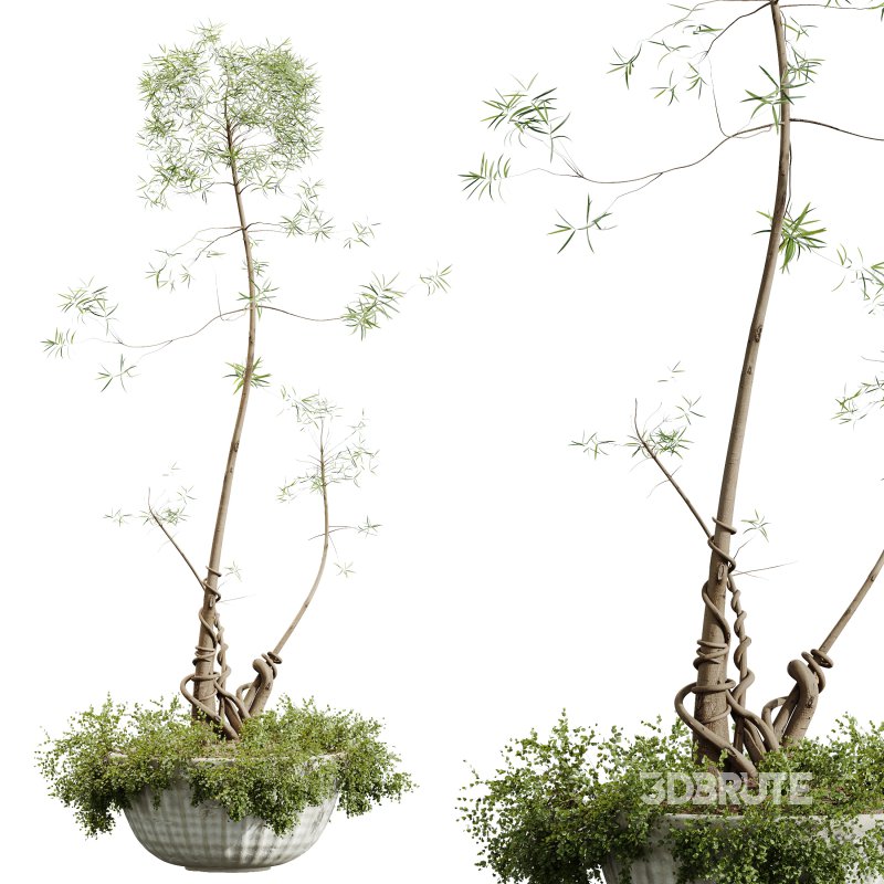 AV Indoor Plants Set 306 Japandi Decorative Minimalism Ficus Dracaena Marginata Image 1