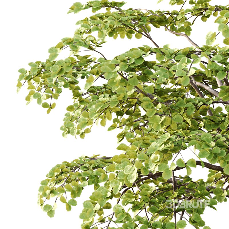 fagus sylvatica tree 13 Image 5