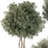 Outdoor Tree Collection in Pot 02 - Thumbnail 5