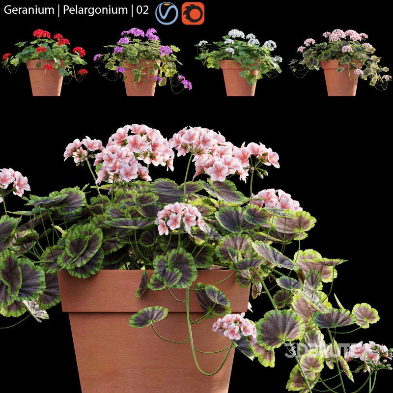 Pelargonium – Geranium 01 Image 1