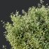 ntal topiary work. Its ability to withstand pollution and frequent trimming makes it a popular solution for urban landscapes and structured green spaces. - Thumbnail 1