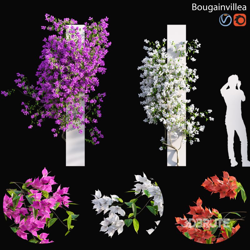 Bougainvillea – 01 Image 1