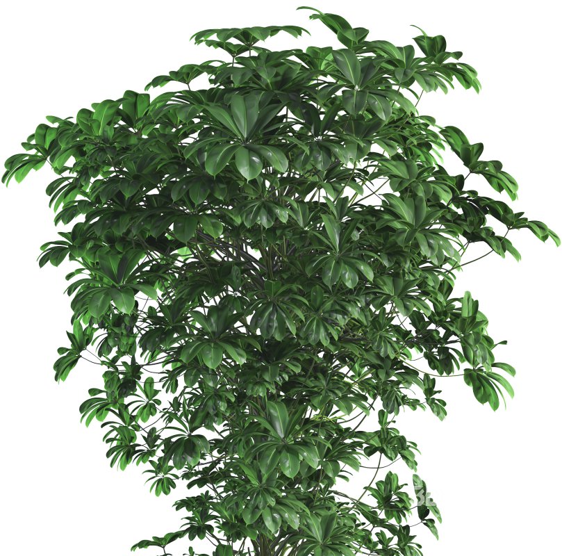 Indoor Plant 09 Image 3