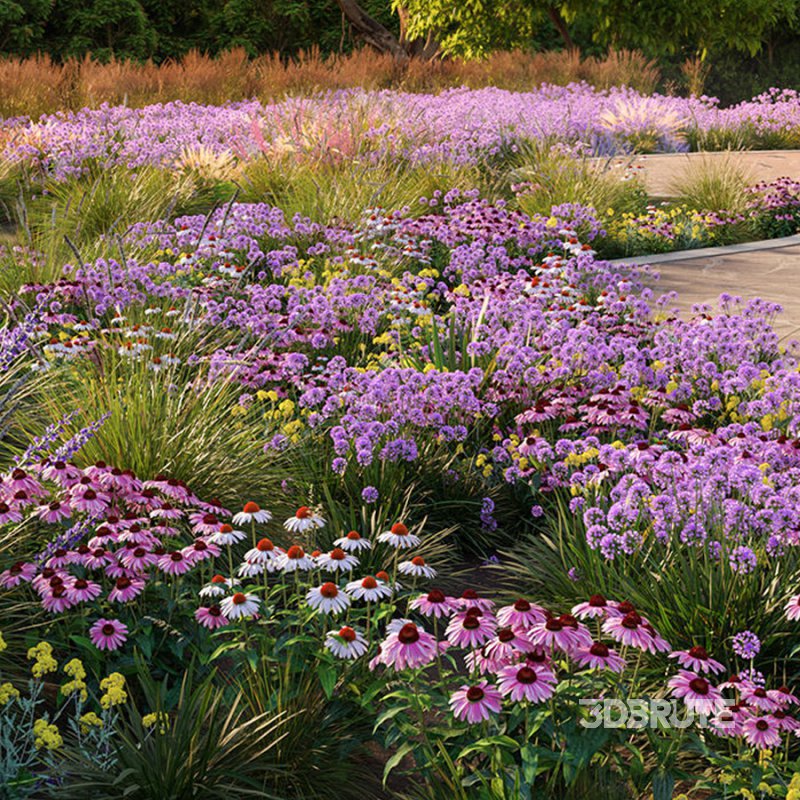 Echinacea purpurea – Coneflower Image 2