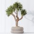 AV Indoor Plants Set 295 Mission Olive Tree Indoor and Yucca Elephantipes Gigantea - Thumbnail 4